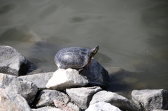Trachemys scripta elegans