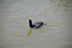 Fulica americana