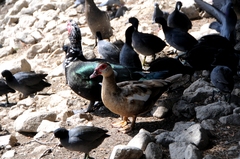 Cairina moschata domestica