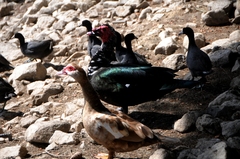 Cairina moschata domestica
