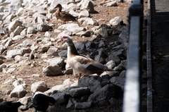 Cairina moschata domestica