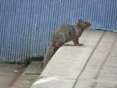 Otospermophilus variegatus