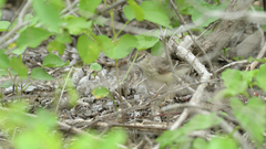 Muscigralla brevicauda