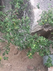Acalypha californica