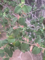 Acalypha californica