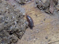 Chaetophiloscia sicula