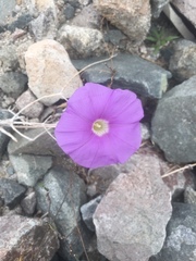 Ipomoea ternifolia leptotoma