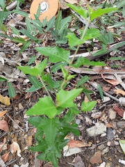 Podolobium ilicifolium