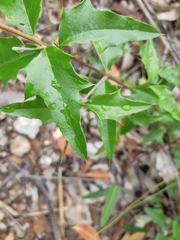 Podolobium ilicifolium