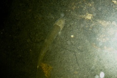 Oreonectes platycephalus