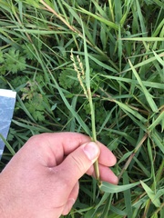 Paspalum pubiflorum