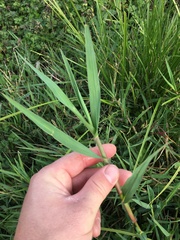Paspalum pubiflorum