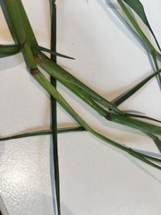 Paspalum pubiflorum