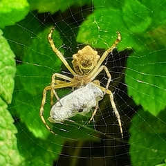 Argiope argentata