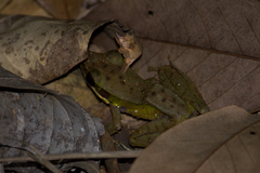 Chalcorana parvaccola