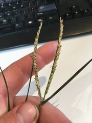 Paspalum pubiflorum