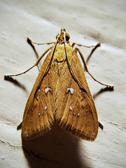 Diastictis