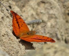 Charaxes nichetes pantherinus