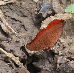 Charaxes nichetes pantherinus