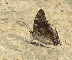 Charaxes guderiana guderiana