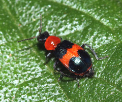 Dicranolaius bellulus