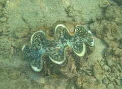 Tridacna squamosa