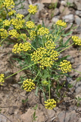 Lomatium ambiguum
