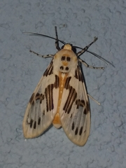Idalus daga