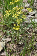 Lomatium ambiguum