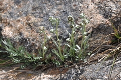 Artemisia pattersonii