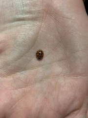 Harmonia axyridis