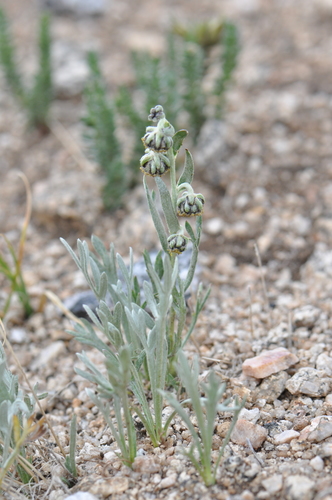 Patterson's wormwood (Delwiensia pattersonii)
