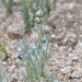 Artemisia pattersonii - Photo (c) Matt Langemeier, algunos derechos reservados (CC BY-NC), subido por Matt Langemeier