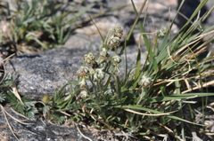 Artemisia pattersonii