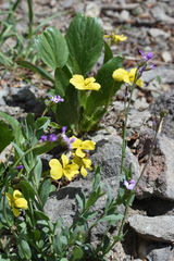Viola praemorsa