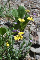 Viola praemorsa