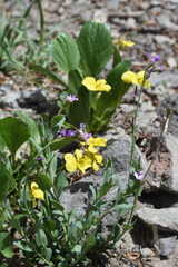 Viola praemorsa