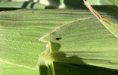 Hyperaspis sphaeridioides