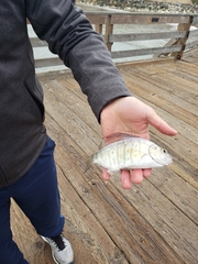 Amphistichus argenteus