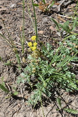 Lomatium cous