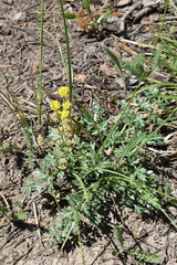 Lomatium cous