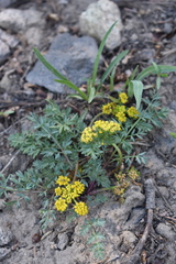Lomatium cous