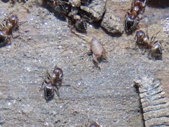Myrmecophilus pergandei