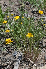 Eriophyllum lanatum integrifolium