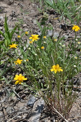 Eriophyllum lanatum integrifolium