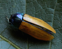 Temognatha suturalis