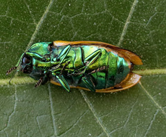 Temognatha suturalis