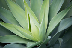 Agave desmettiana
