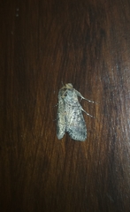 Lepidoptera