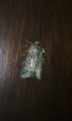 Lepidoptera